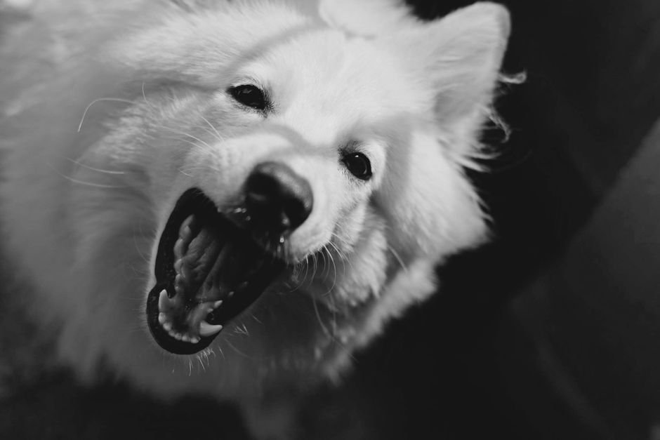 dog
